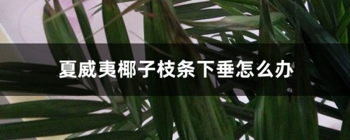 夏威夷椰子枝条下垂怎么办