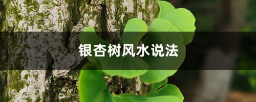 银杏树种植位置与风水（方位、禁忌）