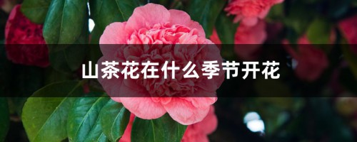 山茶花在什么季节开花，山茶花花开败后要摘下吗