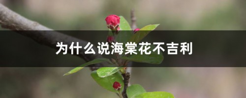 为什么说海棠花不吉利