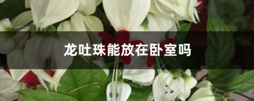 龙吐珠能放在卧室吗