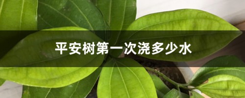 平安树第一次浇多少水