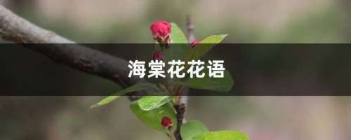 海棠花花语