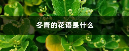 冬青的花语是什么