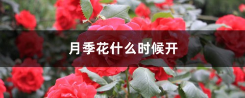 月季花什么时候开