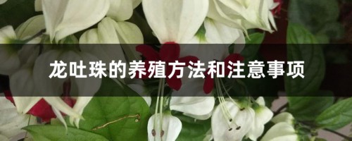 龙吐珠的养殖方法和注意事项