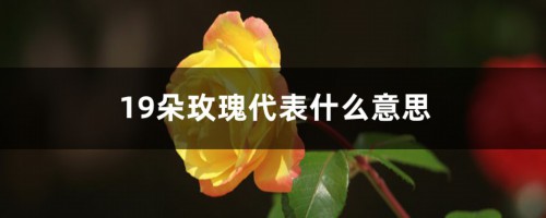 19朵玫瑰代表什么意思（常见玫瑰朵数的含义大全）