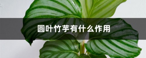 圆叶竹芋有什么作用