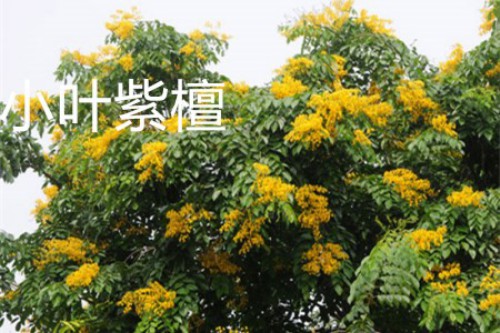 小叶紫檀花.jpg