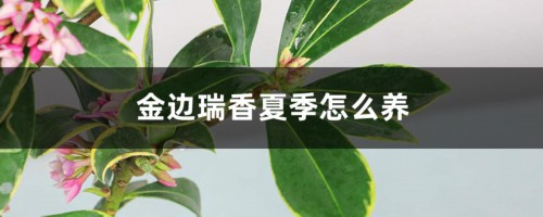 金边瑞香夏季怎么养