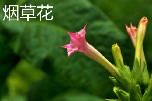 烟草花