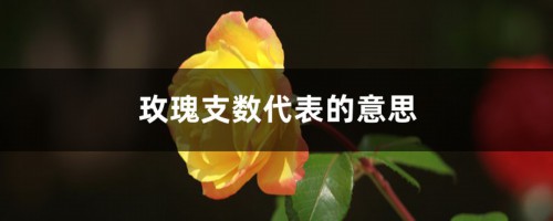 玫瑰支数代表的意思，送11朵还是19朵