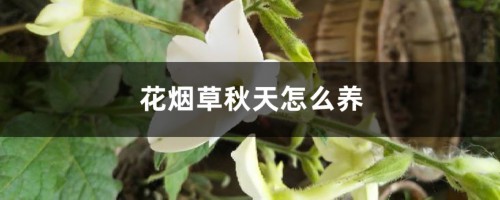 花烟草秋天怎么养