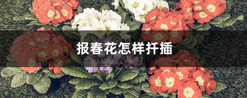 报春花怎样扦插