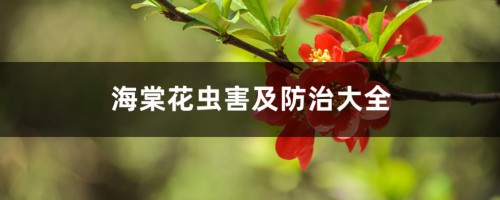 海棠花虫害及防治大全