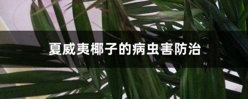 夏威夷椰子的病虫害防治