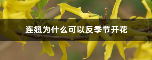 连翘为什么可以反季节开花