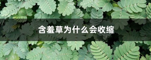 含羞草为什么会收缩