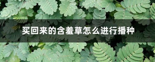 买回来的含羞草怎么进行播种