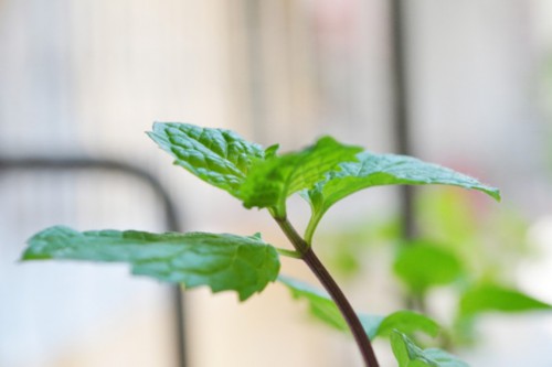 厕所总有异味？别担心！10种植物让空气立马清新