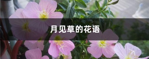 月见草的花语